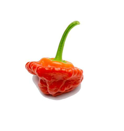 Scotch Bonnet Red